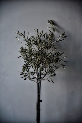 Sušené olivy