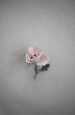 Rosa botánica