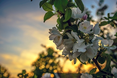 Kvetoucí jabloně