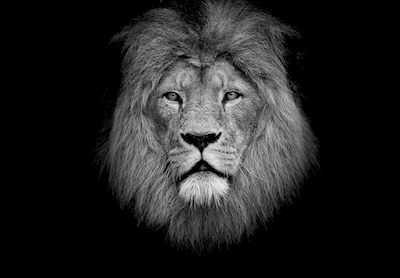 De blik van de leeuw