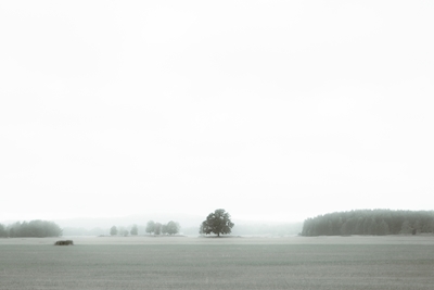 Misty field