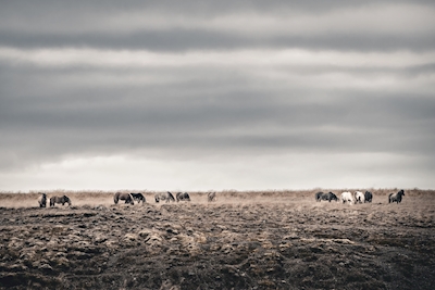 Cavalos islandeses 