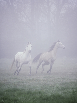 Cavalos fugitivos