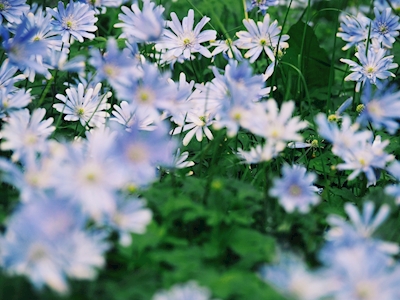 Blå irske blomster