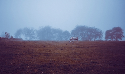 Cheval dans le brouillard