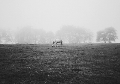 Kůň v mlze, černobílý.