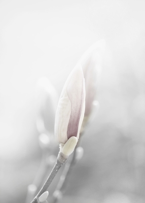 Marzenie o magnolii