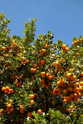 orange træ