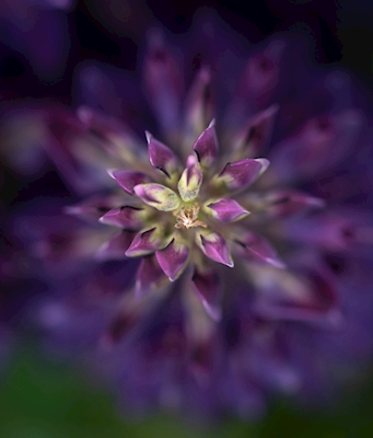 fialový květ