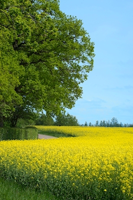 Rapeseed and Trees
