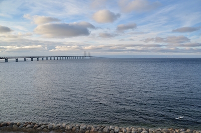 Les cygnes au pont de l’Öresund