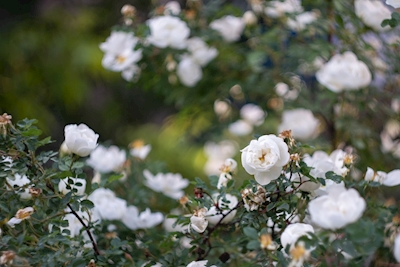 Białe róże