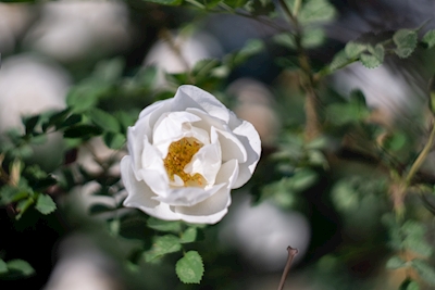 Valkoiset ruusut