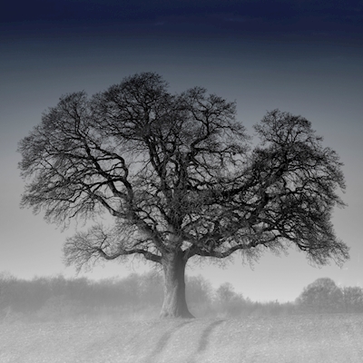 Drzewo samotności
