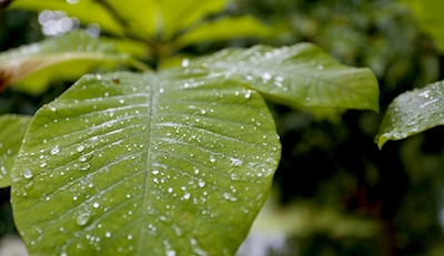 Krople deszczu na liściach