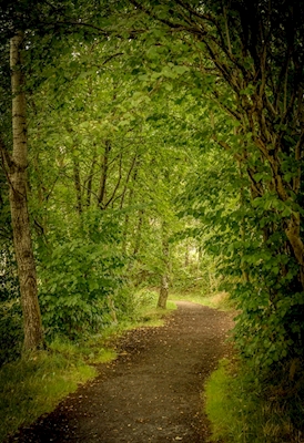 Geheimnisvoller Weg im Wald