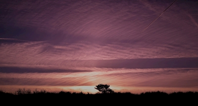 Het silhouet van de boom bij zonsopgang