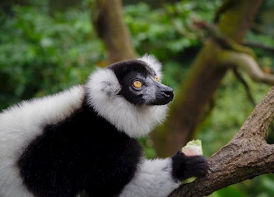 Schwarz-weißer Vari-Lemur