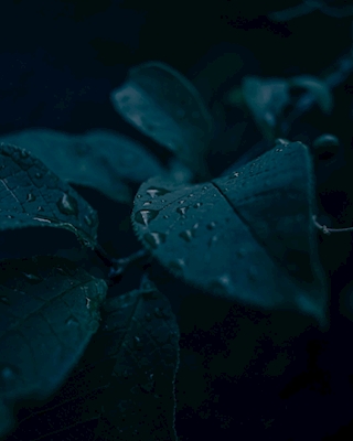 Folhas na chuva