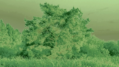 Vihreä puu