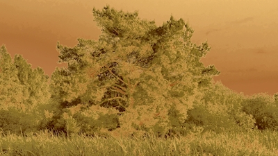 A Árvore Amarela