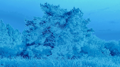 Det blå træ