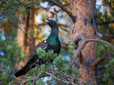 Oude pijnboomcapercaillie
