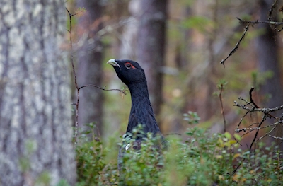 Galo Capercaillie