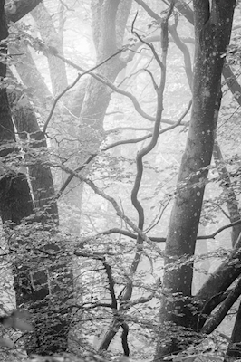 Bokträds grenar i dimma
