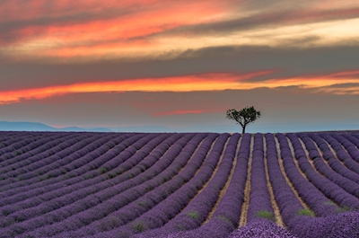 Puu laventelipellolla