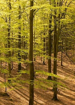 Spring in tghe beech forest