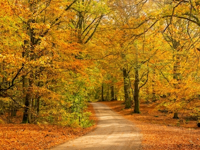 La strada verso l'autunno