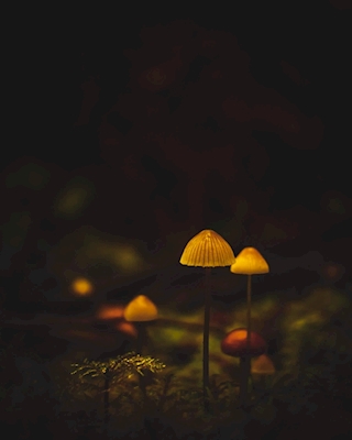 Petites lumières dans la forêt