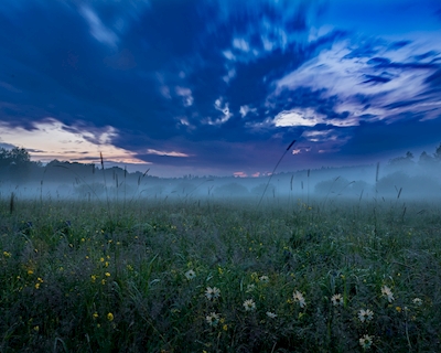 Mgła nad letnią łąką