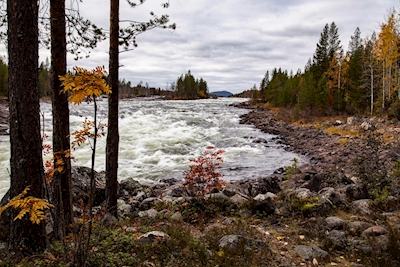 Autumn by Piteå River