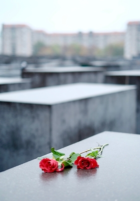 Roses in Berlin 