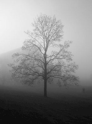 Przez mgłę