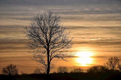 Tree silhouette by the setting