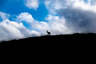 Silhouette di renna sulla montagna
