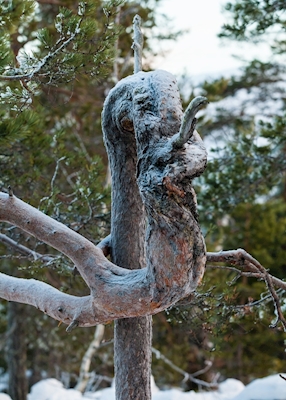  Crooked old pine tree
