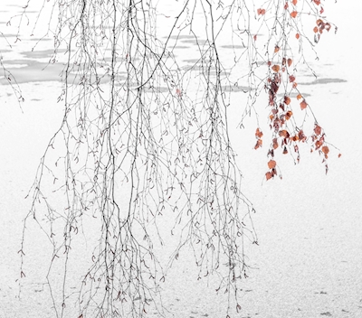 Branches d’hiver