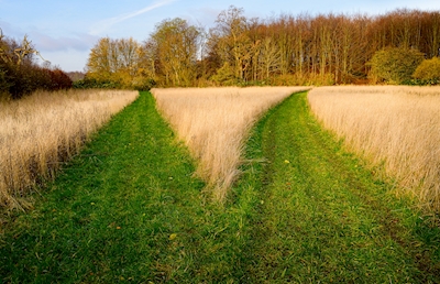 En grøn korsvej
