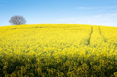 Rapeseed field with a tree