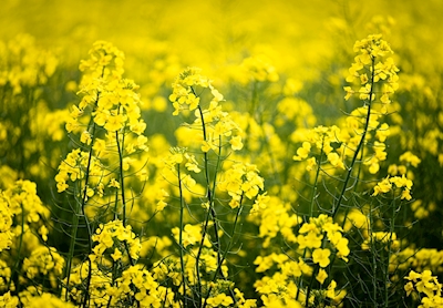 Rapeseed field close up