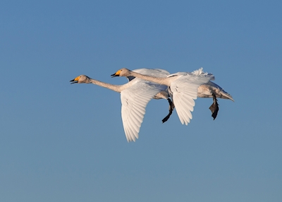 Formationflight by two swans