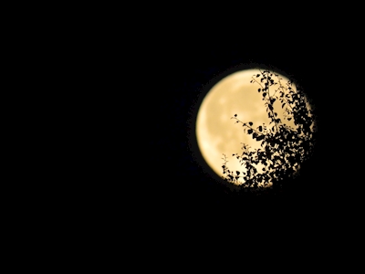Pleine lune
