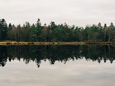 Zrcadlící se stromy v jezeře