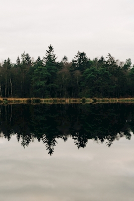 Speglade träd i en sjö