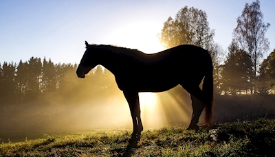 Pferd in Der Hintergrundbeleuchtung
