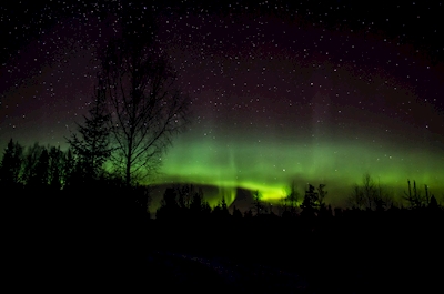 Aurora boreal sobre as copas das árvores
